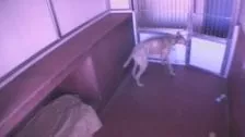 Chiens s'échappant du chenil