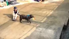 Dog finds a clever way to play fetch!
