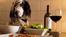 Here Are the Do’s and Don'ts of Treating Your Dog to Thanksgiving Food