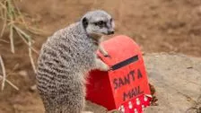 Stokstaartjes sturen brieven naar de kerstman terwijl ZSL London Zoo zich voorbereidt op heropening