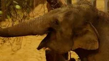Хранители зоопарка ZSL Whipsnade создают зимнюю страну чудес слонов