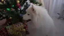 Como proteger a sua árvore de Natal com proteção canina