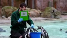 ZSL London Zoo Goes Ahead With Annual Stocktake Behind Closed Doors