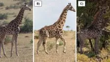 Ученые обнаружили двух карликовых жирафов в Африке