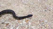 Top 10 Reptiles in the World