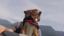 Coolest dog ever!