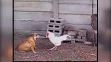Gallo che attacca cane