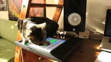 DJ Kitten