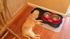 Laziest cat ever
