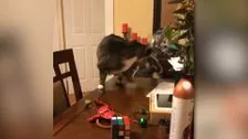 Cat having a small accident