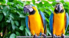 I pappagalli imprecano, zoo costretto ad allontanarli