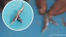 Visser vangt tweekoppige haai