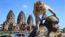 Invasie van apen: primatenbendes maken stad bang