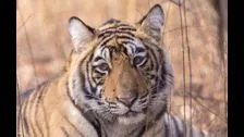 El cuidador del zoológico fue trasladado de urgencia al hospital después de que un tigre lo mutilara en un ataque espantoso