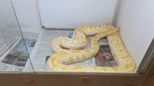 Unusual escape story - Python from Ukraine arrived in Munich