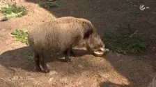 Wild boar Putin becomes Eberhofer? New name for animal in Upper Franconia
