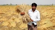 Wheat price rises to new record