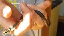 Young grass snake found