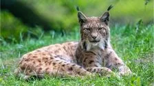 Wildlife in Bavaria: The lynx