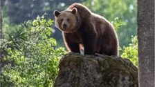 Wildlife in Bavaria: The brown bear
