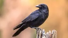 Raven or crow? How to distinguish native birds