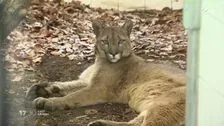After rescue from smuggling attempt: Puma Pele has no desire to move