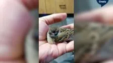 Little bird 