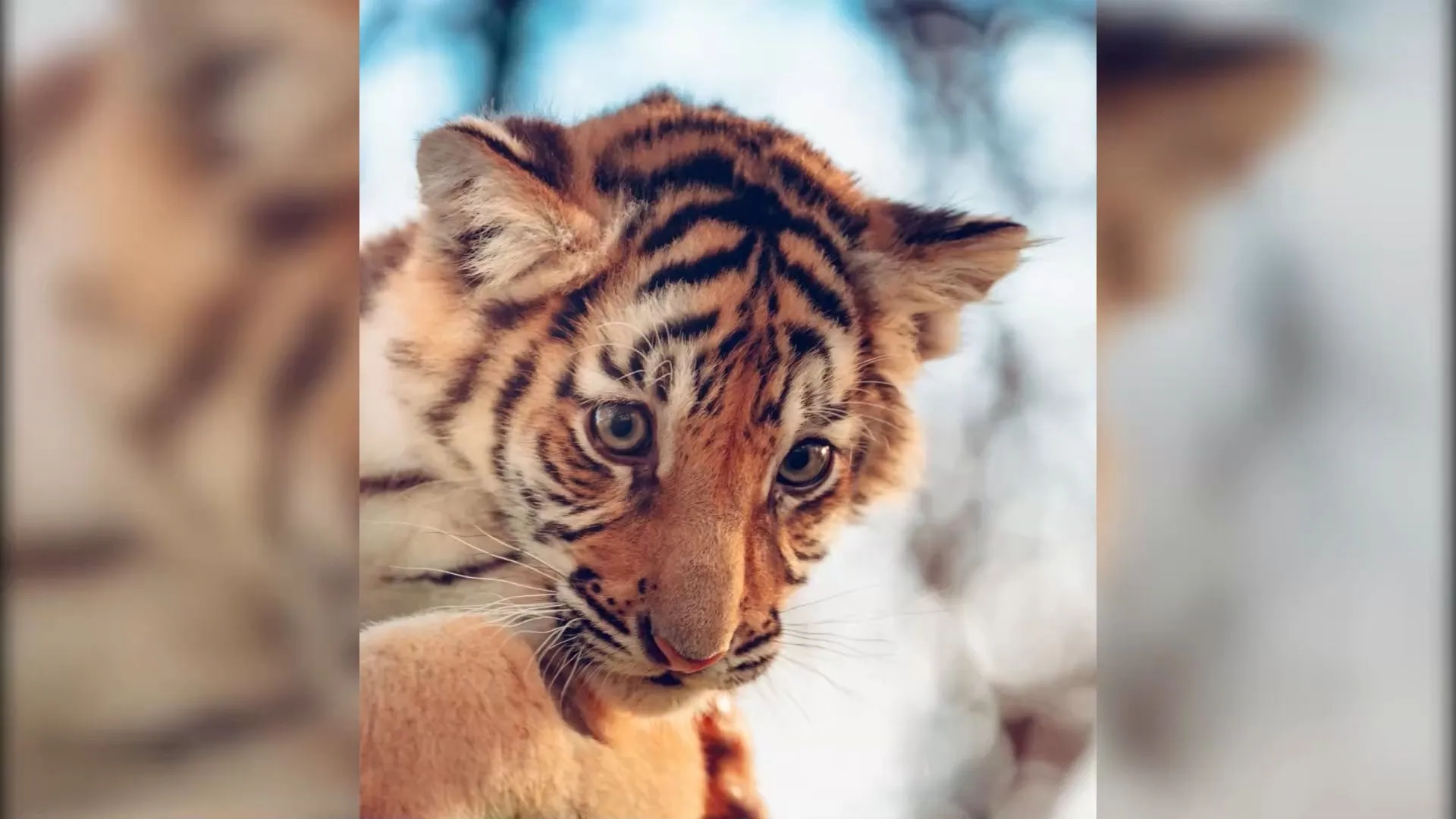 Cute tiger cubs: 