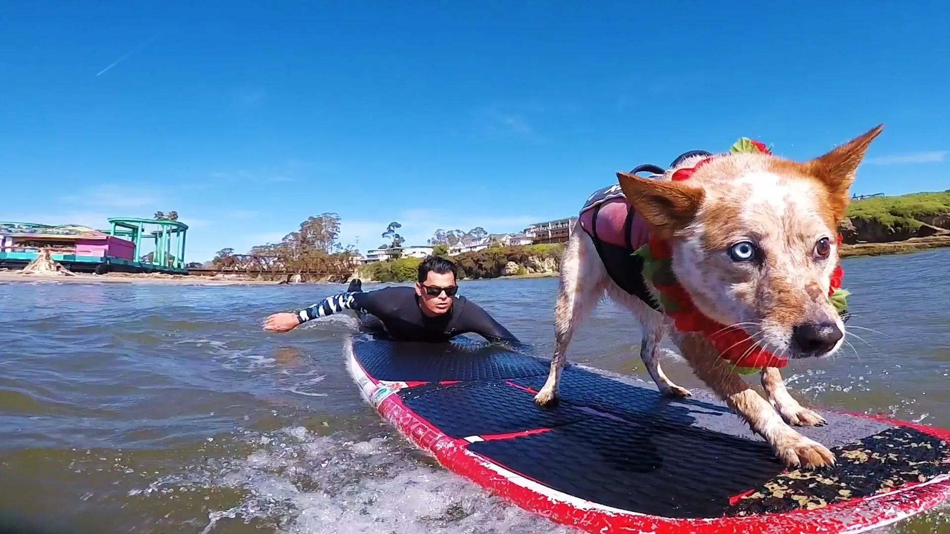 Skyler, le champion des chiens de surf