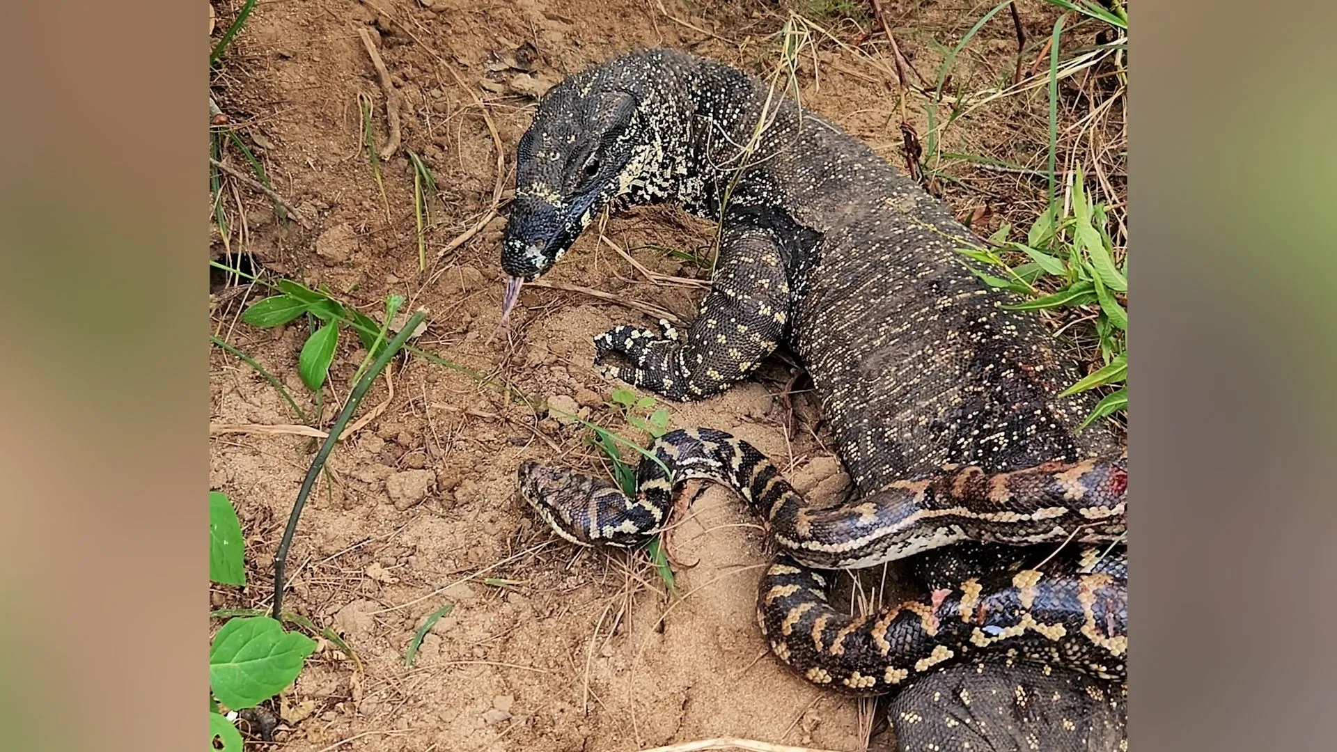 Misjudged? This python takes on an unexpectedly strong opponent