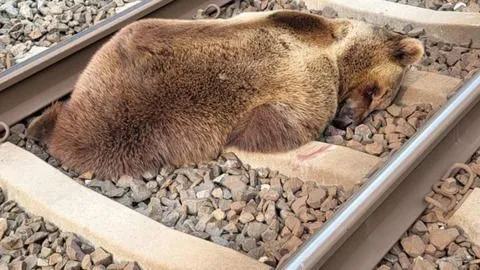 Österreich: Bär bei Zusammenstoß mit Zug getötet
