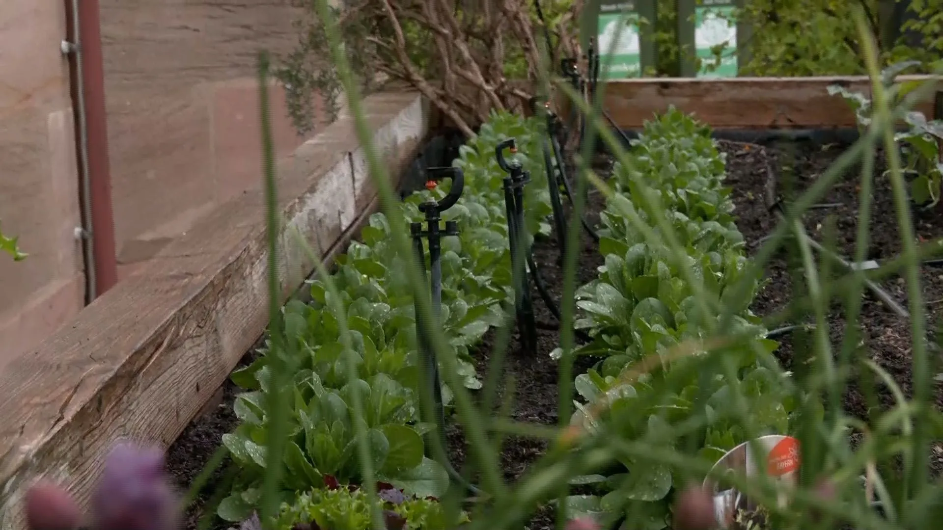 Selbstversorger und Großstadtgärtner: Urban Gardening