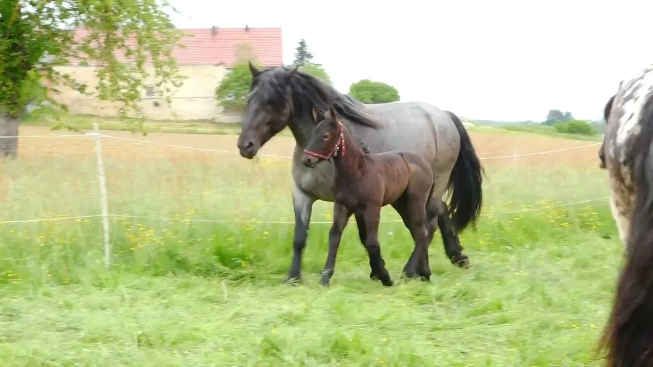 Foals - cute horse offspring