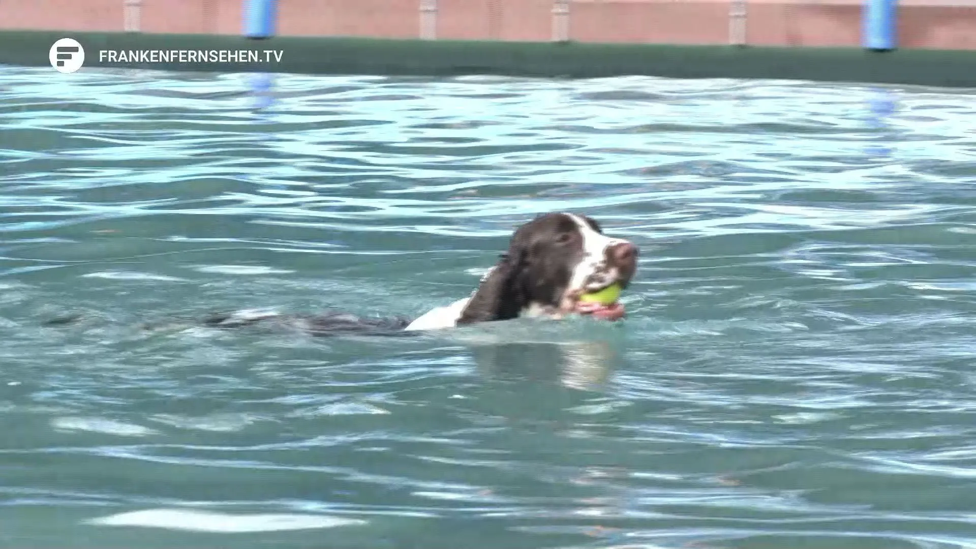 Fin de la temporada de piscinas al aire libre: los perros nadan en la piscina del estadio