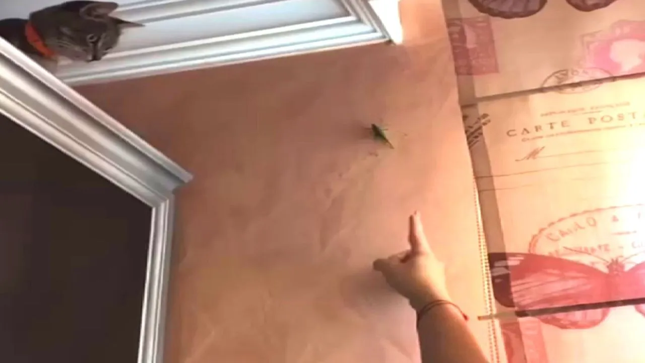 Gato persegue gafanhoto e o inseto riposta