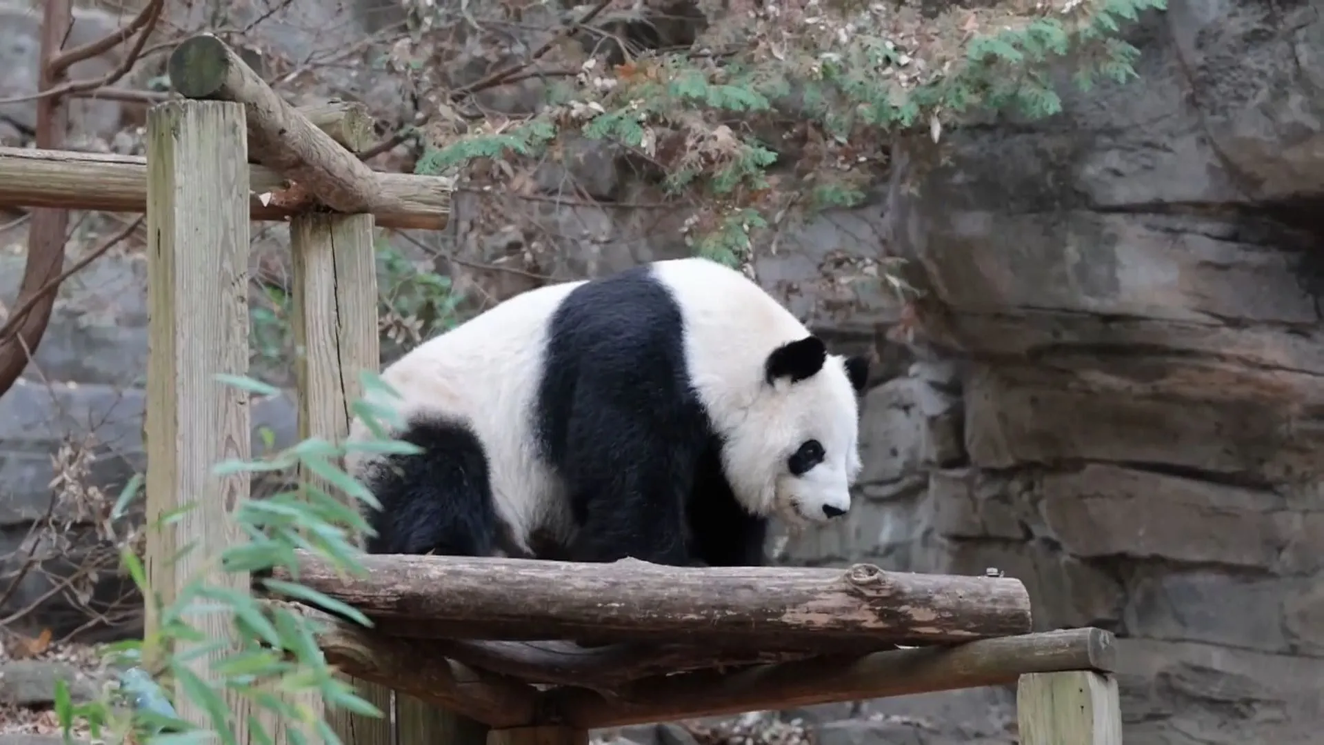 Pandas in den USA: Nur noch in Atlanta zu sehen - und die Zeit läuft aus!