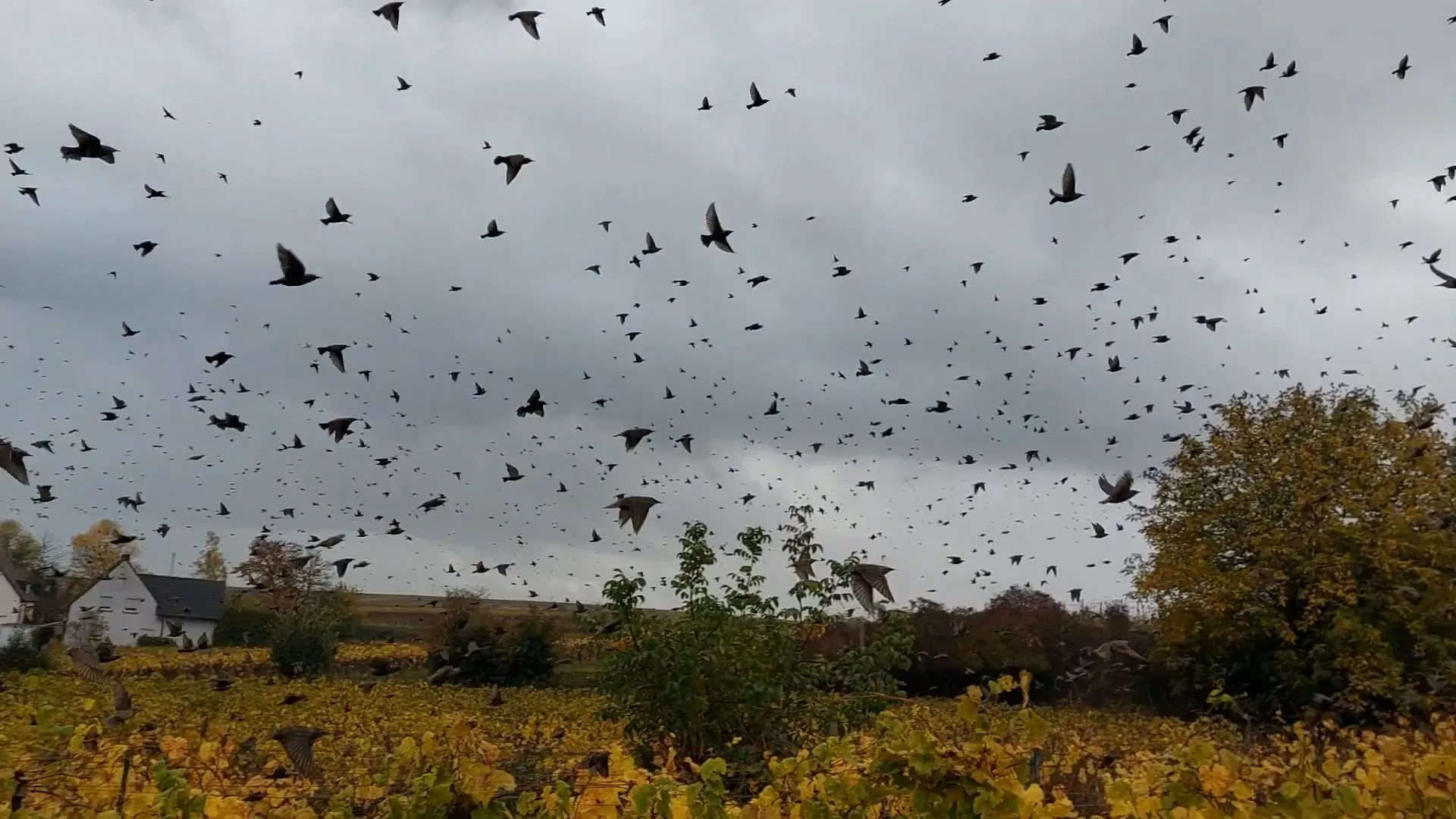 Huge flocks of birds in the Southern Palatinate: images straight out of Hitchcock's 