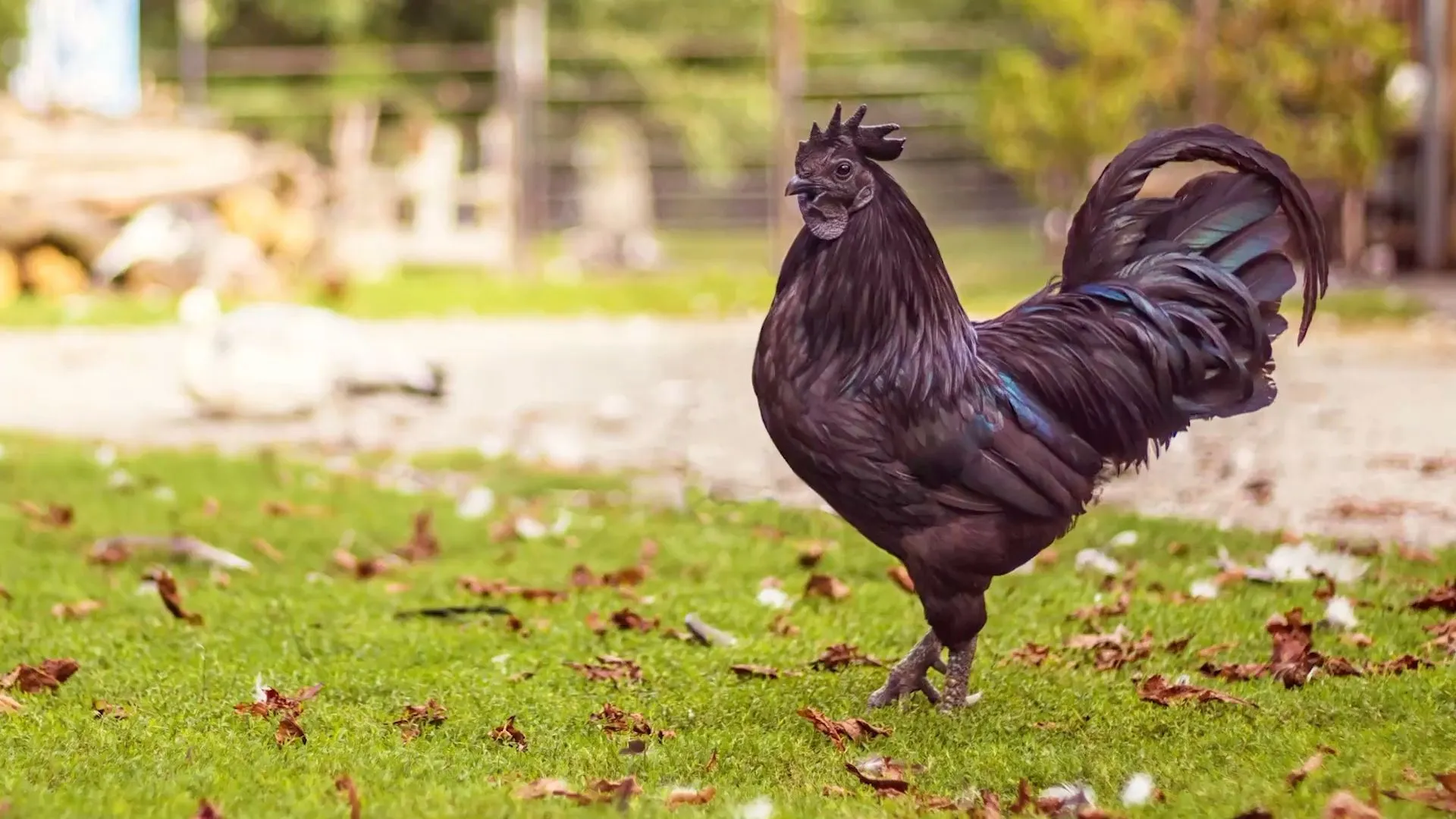 Das teuerste Huhn der Welt ist schwarz wie die Nacht