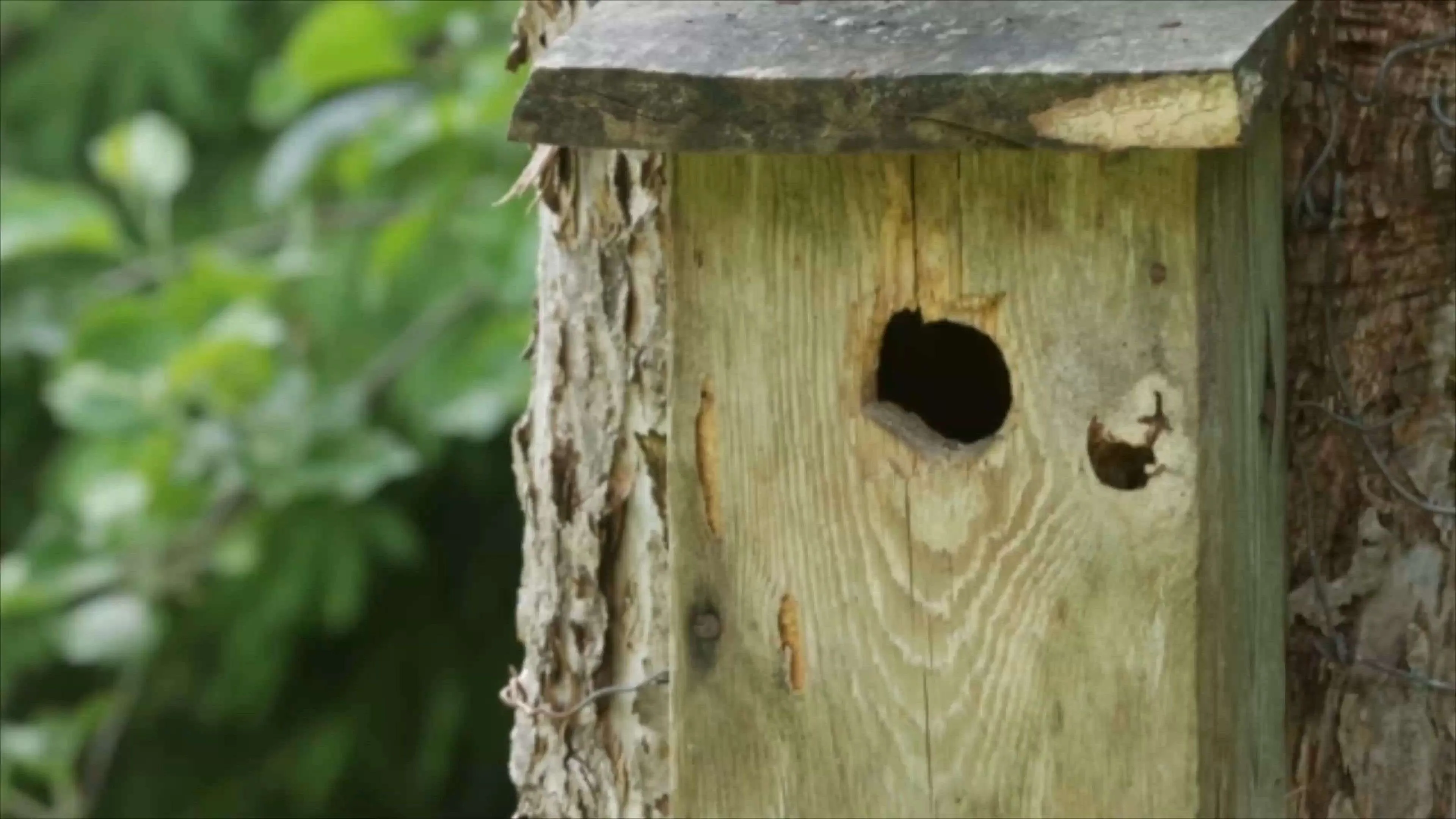 Colgando cajas nido: Errores que hay que evitar a toda costa