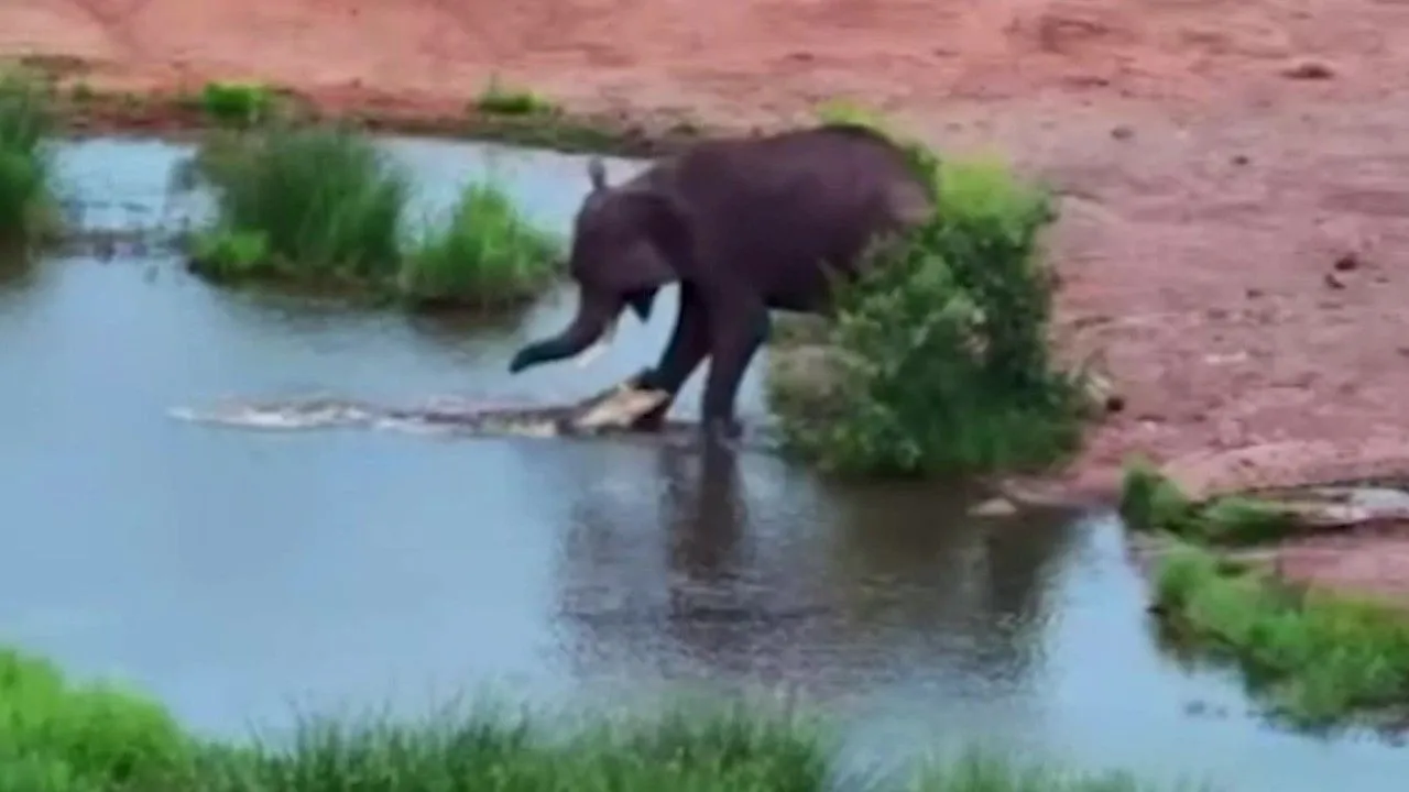 Elefanten entkommen Krokodilen im Wasser nur knapp