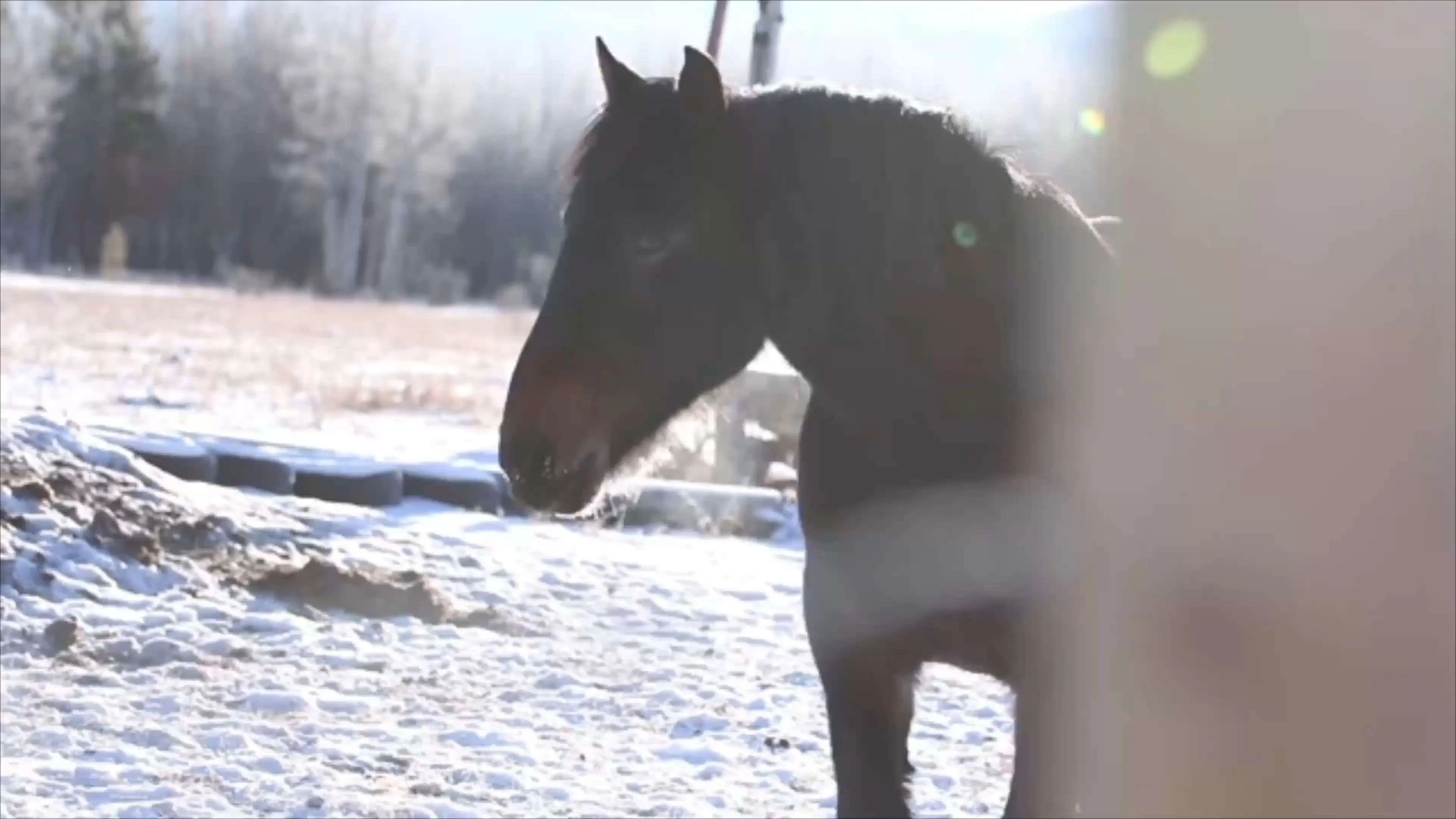Appell an Pferdehalter: Lasst den Tieren aus Liebe die Kälte