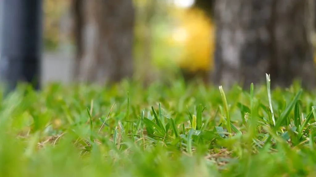 Tips for a beautiful lawn: How to make your garden green again quickly