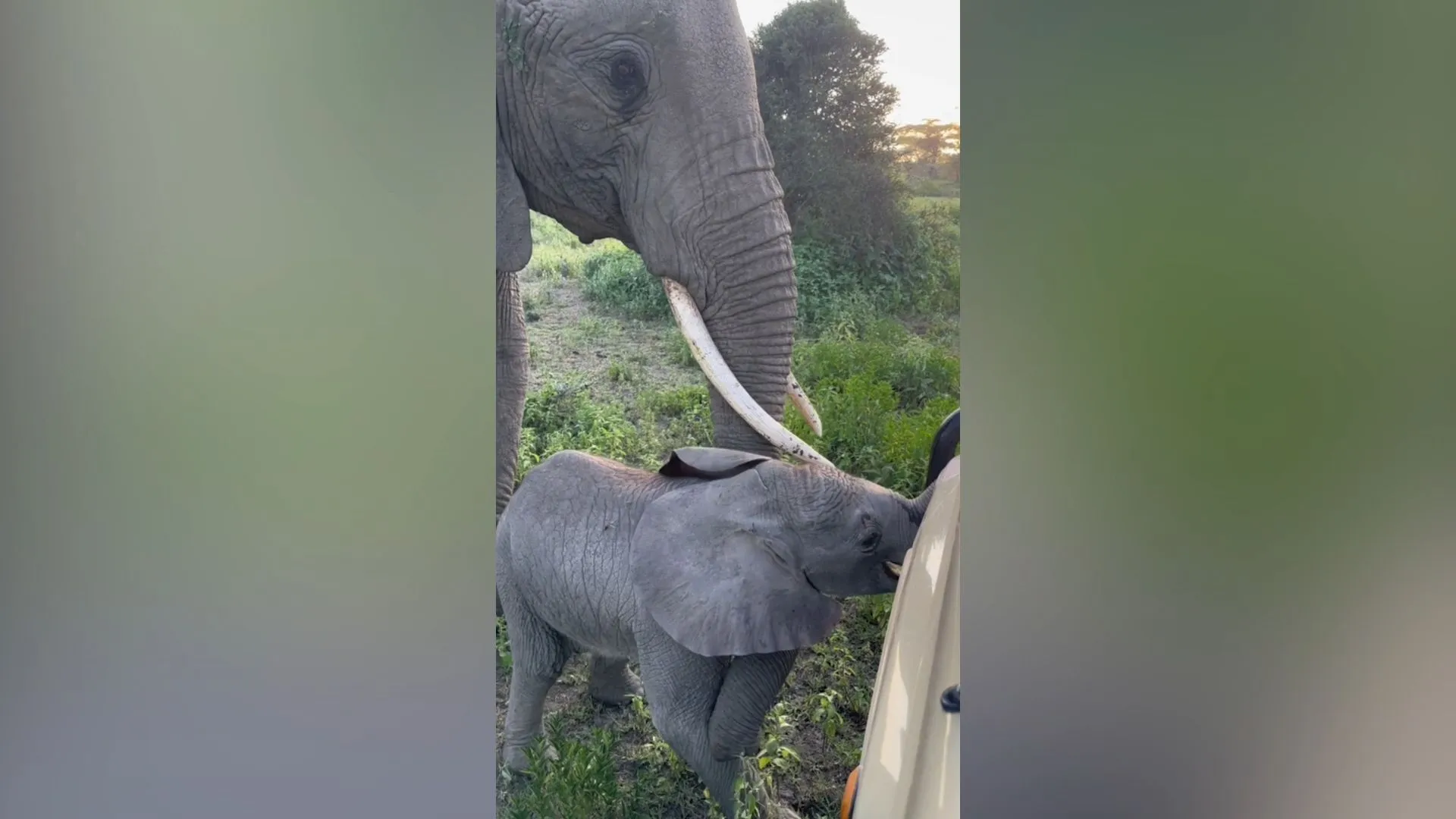 Curious offspring: mother elephant has to pull her cub away from tourists