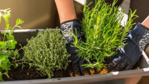 Cultivate a weed-free garden with these 5 tasty herbs