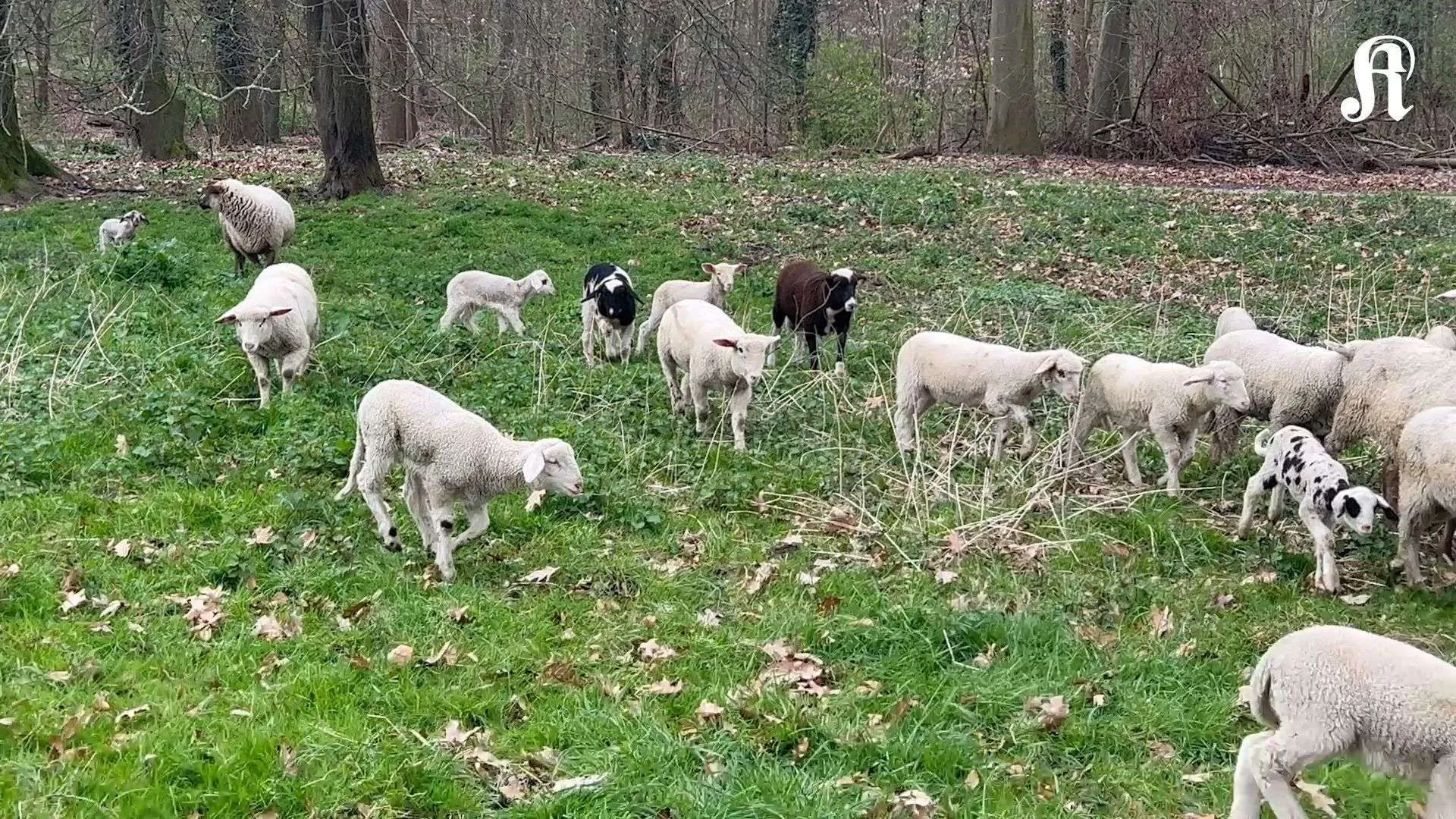 Cologne sheep out and about in the green belt