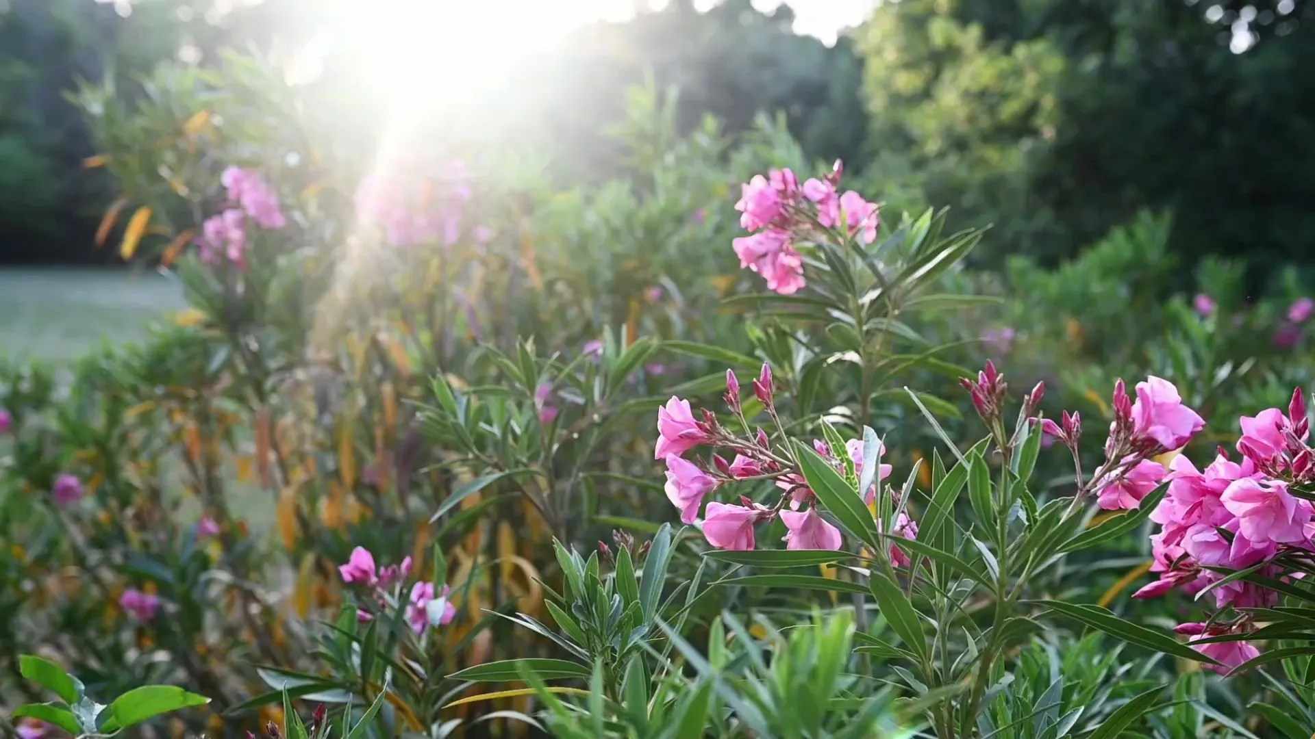 Pruning oleander: How to keep the plant beautiful