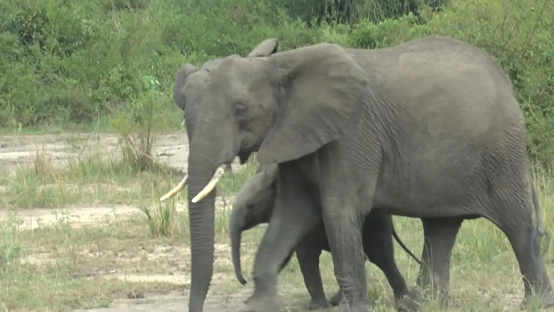 Wissenswertes über die Elefantenpopulation