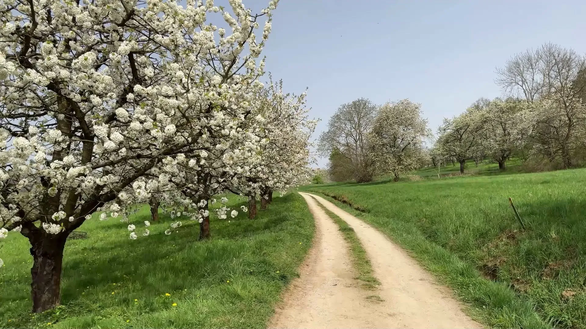 Pretzfelder Kirschenweg: Schöne Kirschblüten in der Fränkischen Schweiz