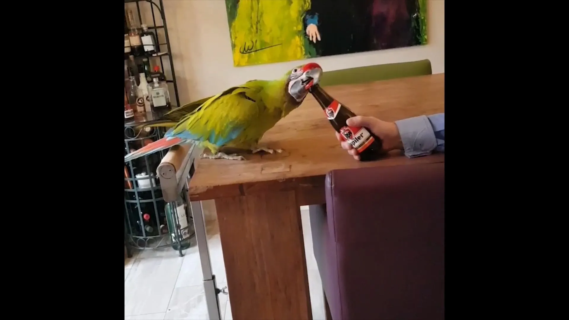 Schlauer Vogel! Papagei öffnet Bierflasche mit Schnabel