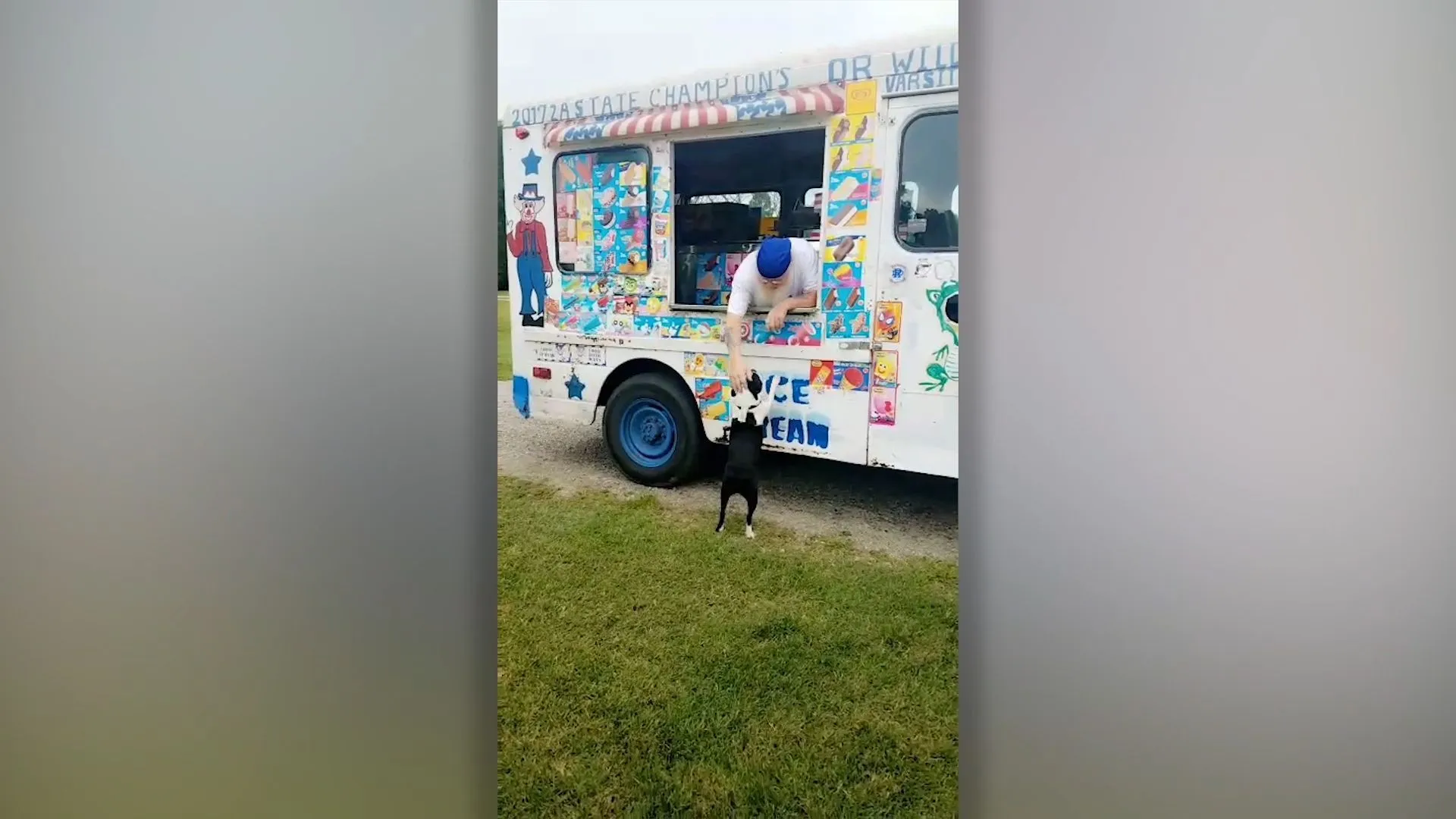 Un cane compra il gelato dal camioncino dei gelati ogni giorno